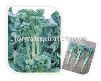 Hybrid broccoli seeds for growing-HuiLan