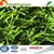 Good rebound rezilience W shaped synthetic turf for sports