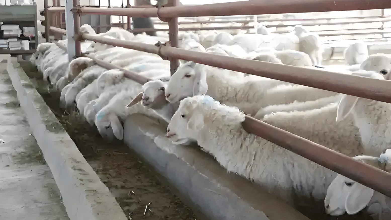 handheld ultrasound machine for goats