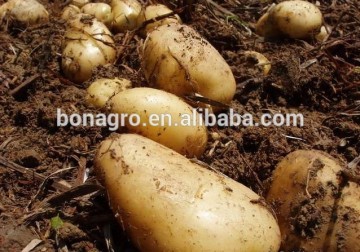 Chinese Fresh Potato