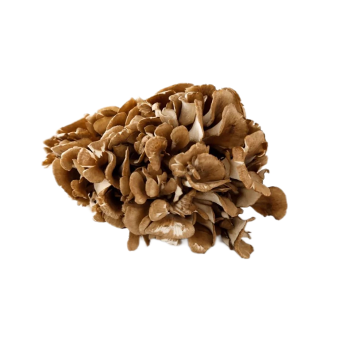 Maitake Mushroom Extract 50% Polysaccharide