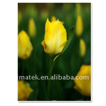 260gsm one-side Wove Photo paper