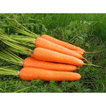 2020 Fresh Long carrot carton packing
