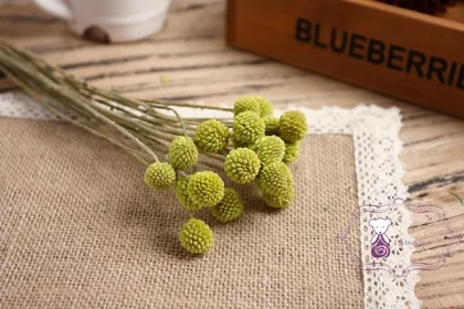 Real natural preserved golden ball flower