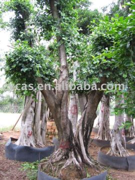 Ficus Nitida Tree
