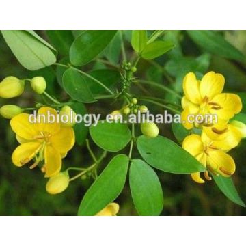 Free Sample Natural Plant Extract Powder Cassia Tora Seeds Extract