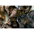 Polyporus Umbellatus Extract