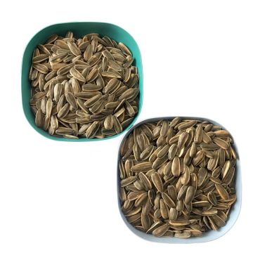 Machine Processed High Quality Sunflower Seeds