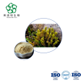 Premium Lycopodium Japonicum Extract Bulk for Dietary Supplements