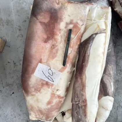 Frozen Giant Squid Slices