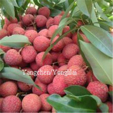 wholesale food cannd lychee