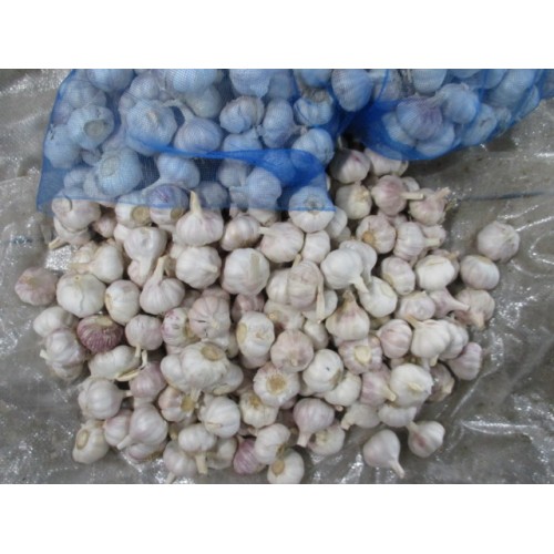 Top Quality Fresh Normal White Garlic