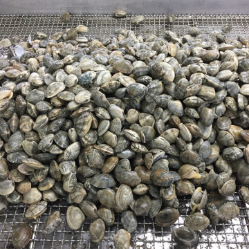 High Quality Frozen Boiled Short Necks Clam Meat