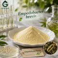 Empedobacter Brevis تجميد الثقافة الميكروبية المجففة