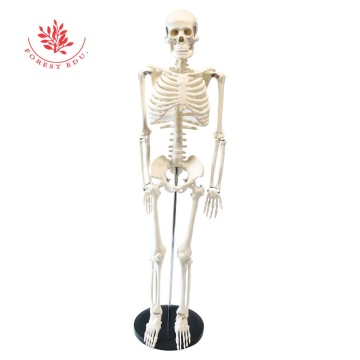 85cm 인간 골격 모델 FRT004- 의학 교육을위한 흰색, 흰색, 흰색 다리