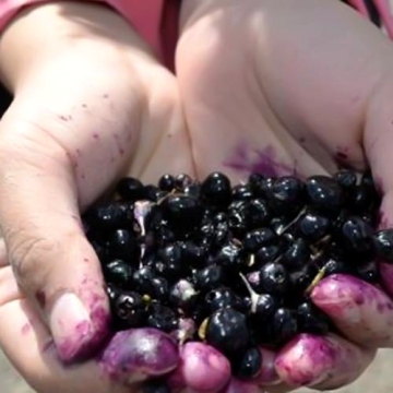 Big Black Dried Wolfberry