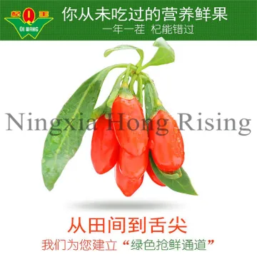 la baie de goji wolfberry hot in saling