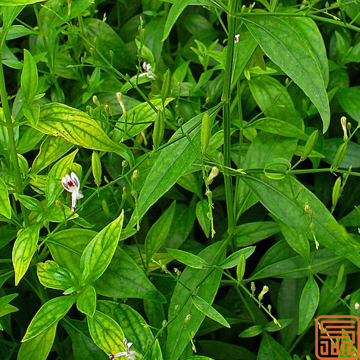 Andrographis Paniculata extraheren andrographolide 10%