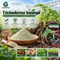 مسحوق Trichoderma koningii الميكروبي لإدارة التربة والجذور الأرضية