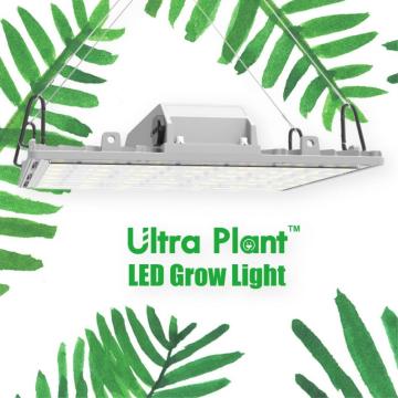 Luz de cultivo interior de invernadero de luces de cultivo de 365 nm