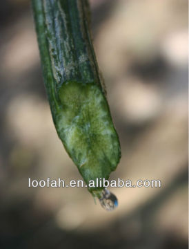 high-quality pure natural loofah extract