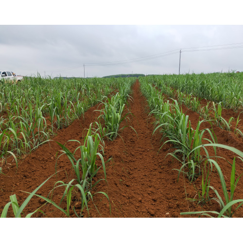 Máquina de Weeder de Paddy Mais Novo Cultivator na Índia