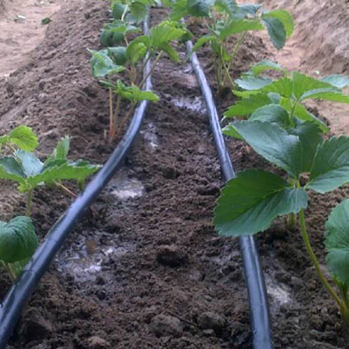 Tubo De Gotejamento Para Sistema De Irrigação De Estufa