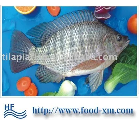 frozen tilapia W/R