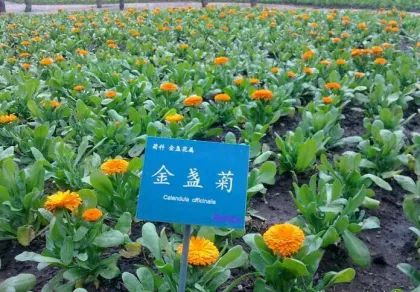 Marigold Lutein Super Lutein for Eyes Supplements