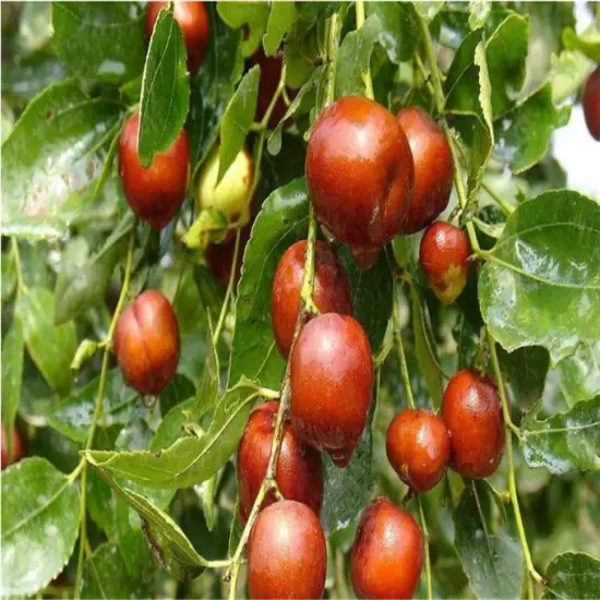 Good for healthy of zhongning Hongzao dates