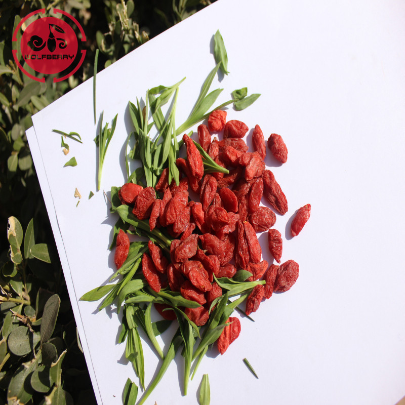 Goji berry / Wolfberry / New goji berry organik