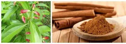 Organic Ceylon Cinnamon Extract Powder Cinnamon Polyphenols