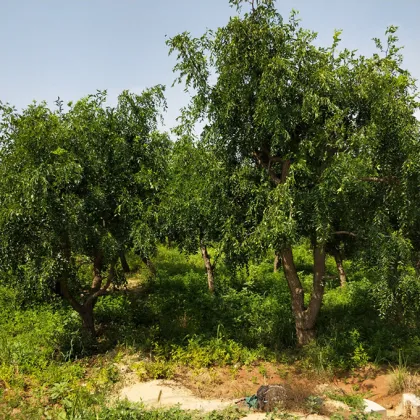 Good quality of Chinese Dates/ Ju jube/ Hongzao