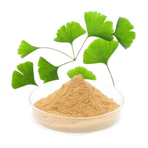 Ginkgo Biloba Extract Powder