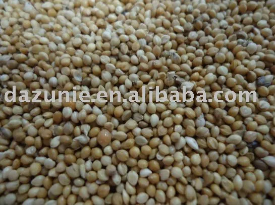 Yellow Millet