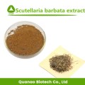 Scutellaria Barbata Powder Barbed Skullcap Extract