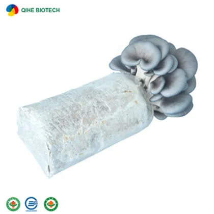 Farm organic fruitwood grey oyster mushroom spawn