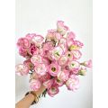 Lisianthus সরাসরি ফার্ম থেকে পিঙ্ক এজ সহ পাইকারি