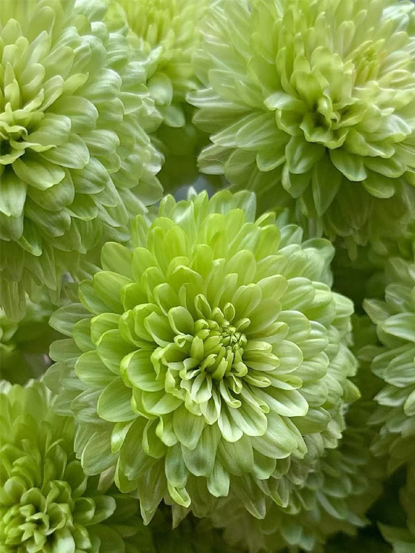 Green Cocoa pompon chrysanthemum3