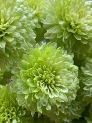 Green Cocoa pompon chrysanthemum