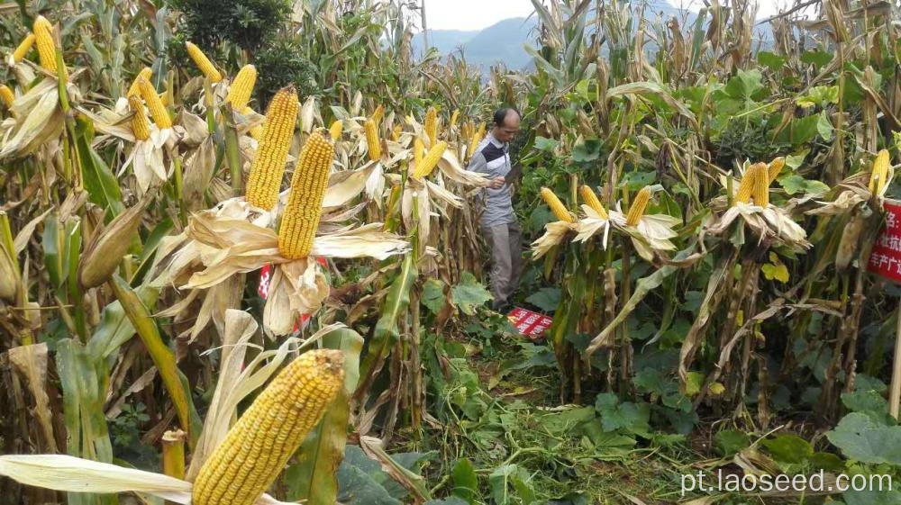 Preço por atacado sem sementes de milho amarelo não glutino