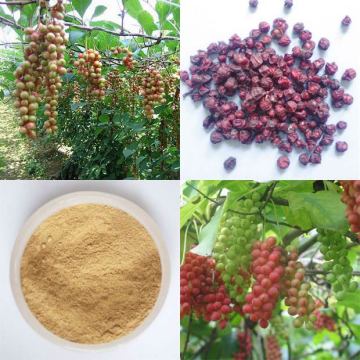 China Schizandra Berry Extract