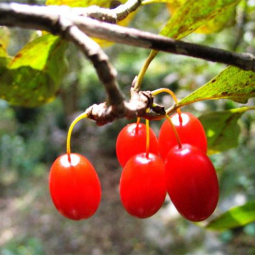 Dogwood Extract Powder for Male