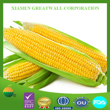 A grade frozen sweet corn kernels with Jinfei variety sweet taste