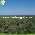 Factory Bulk Natural For Sale Wolfberries