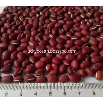 China Pokok Bulat Merah Baru Kacang Baru Azuki Beans Berkualiti Tinggi Pokok Bulat Merah Baru Kacang Baru Azuki Beans Pada Bossgoo Com