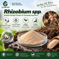 ريزوبيوم النيابة. مسحوق بروبيوتيك للأسمدة الحيوية البقولية المثبتة للنيتروجين