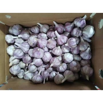 Gute normale weiße Knoblauch in 10 kg Karton gepackt