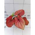 caladium c13 in good price