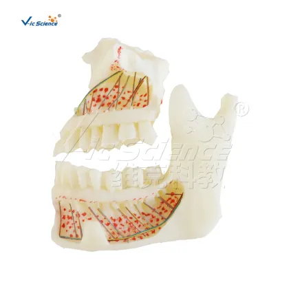 Lower Jawbone Anatomy Model With Teeth